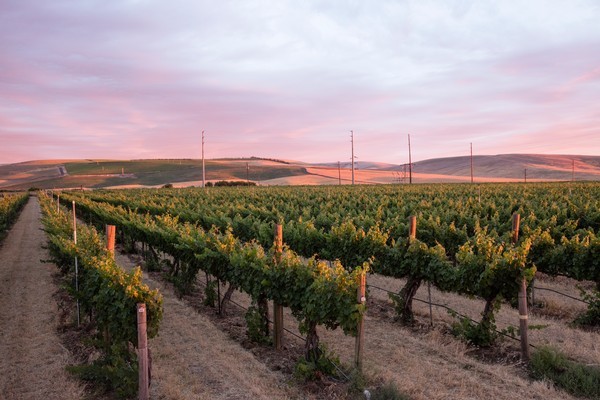 美国最佳罗讷河风格葡萄酒生产商名录