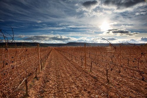 西班牙葡萄酒酒王——贝加西西里亚酒庄