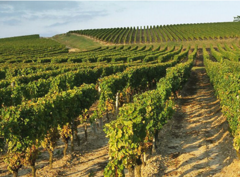 波尔多2006——平凡中透着不平凡的一年