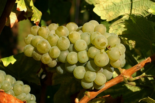 低酒度葡萄酒前途光明 