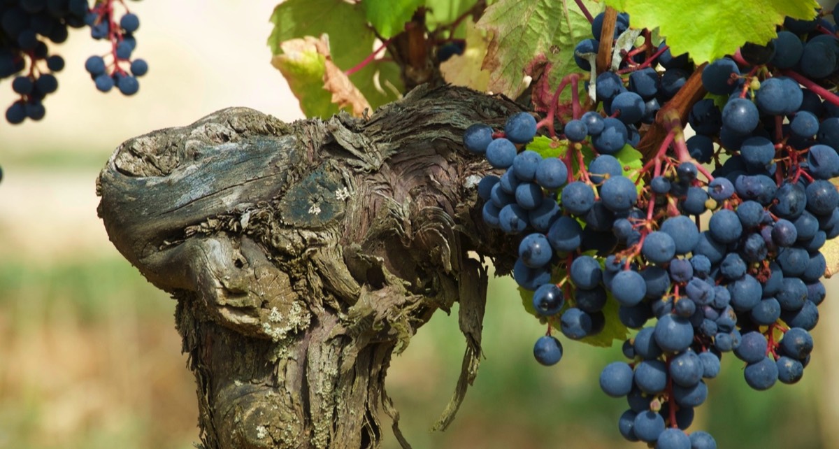 葡萄酒的味道是从哪里来的？