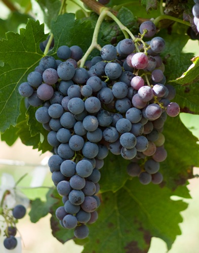 梅洛：葡界十二金钗之宝钗篇