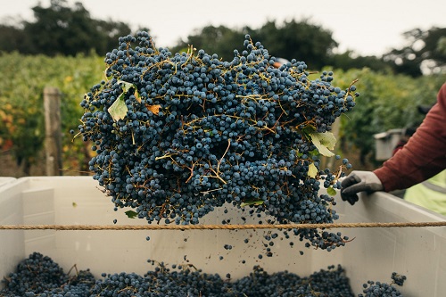 华盛顿州2013年葡萄收成创新纪录 