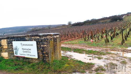 勃艮第白葡萄酒拍卖会行情看涨