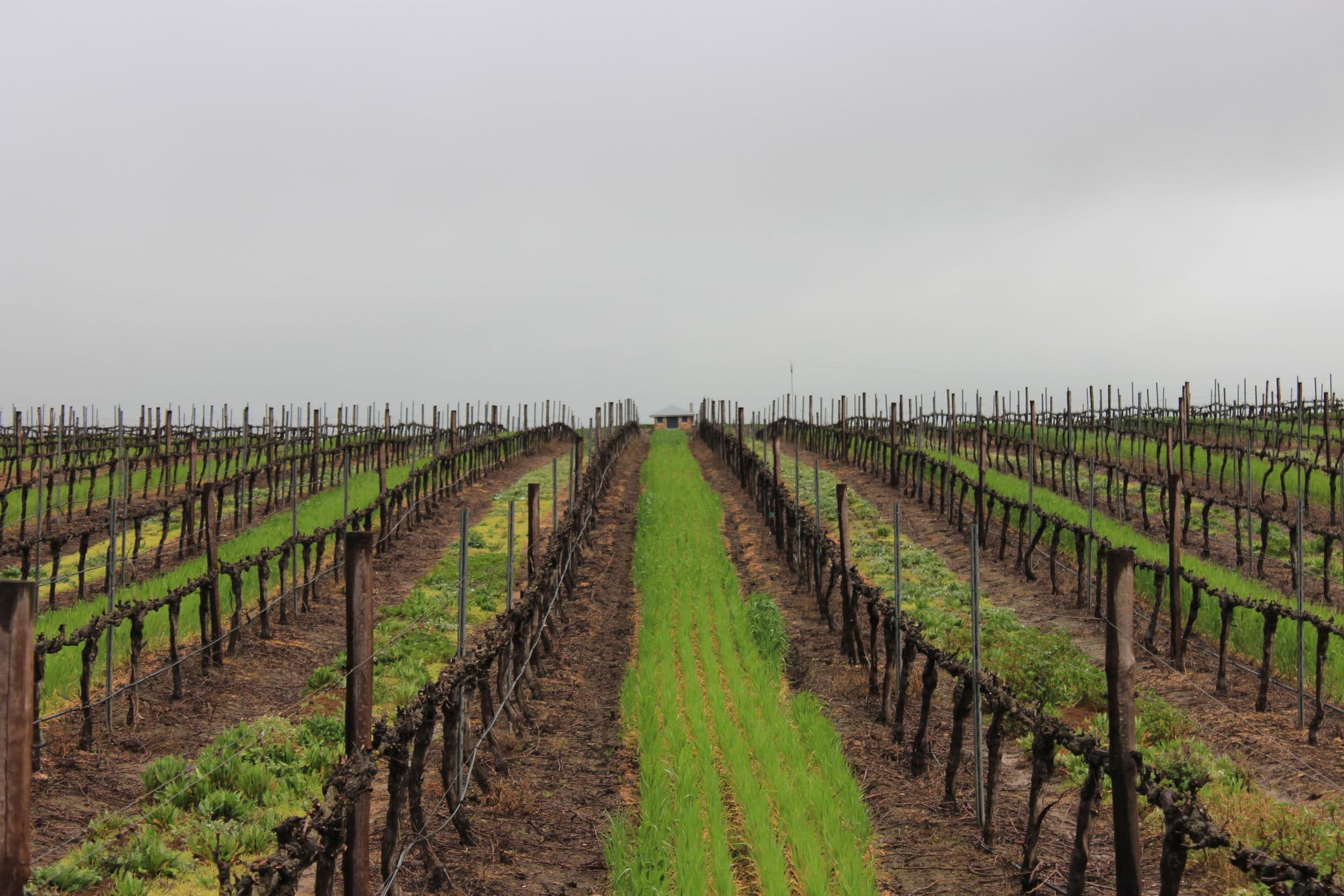 新研究探讨葡萄酒供应链中的核心影响因素