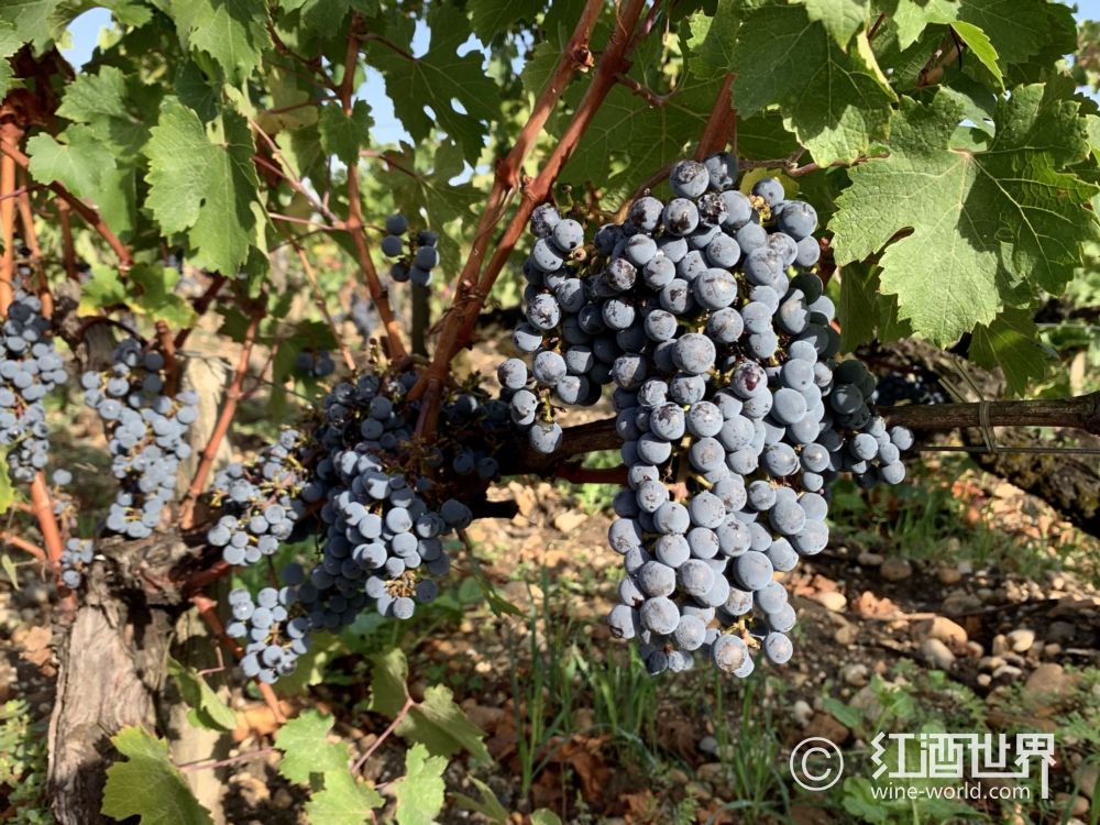 加州酿酒师确认：海底陈酒是可行的