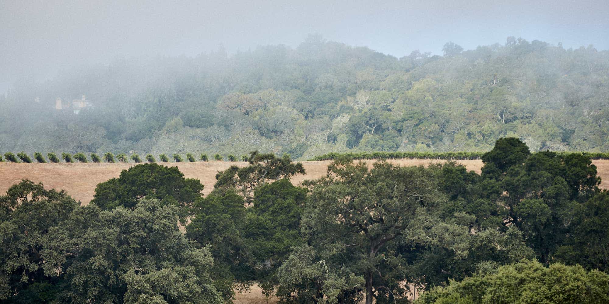 酒业巨头保乐力加将收购加州顶级酒庄 