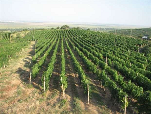 中国企业斥资360万欧元购买罗马尼亚葡萄园