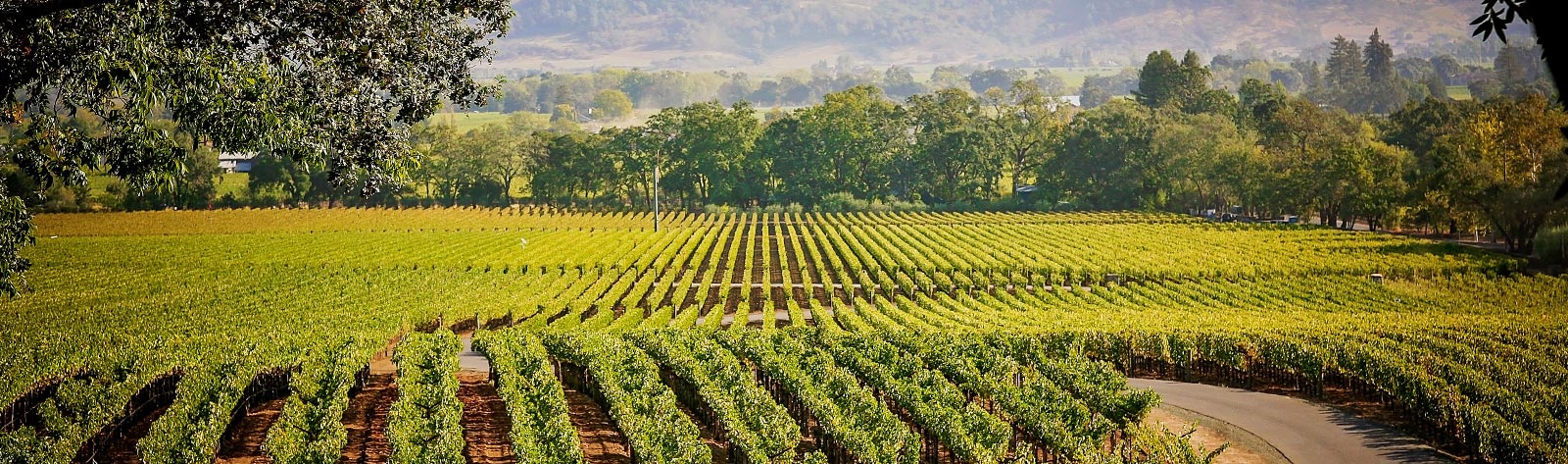 美国纳帕谷葡萄酒连续两年表现优异 