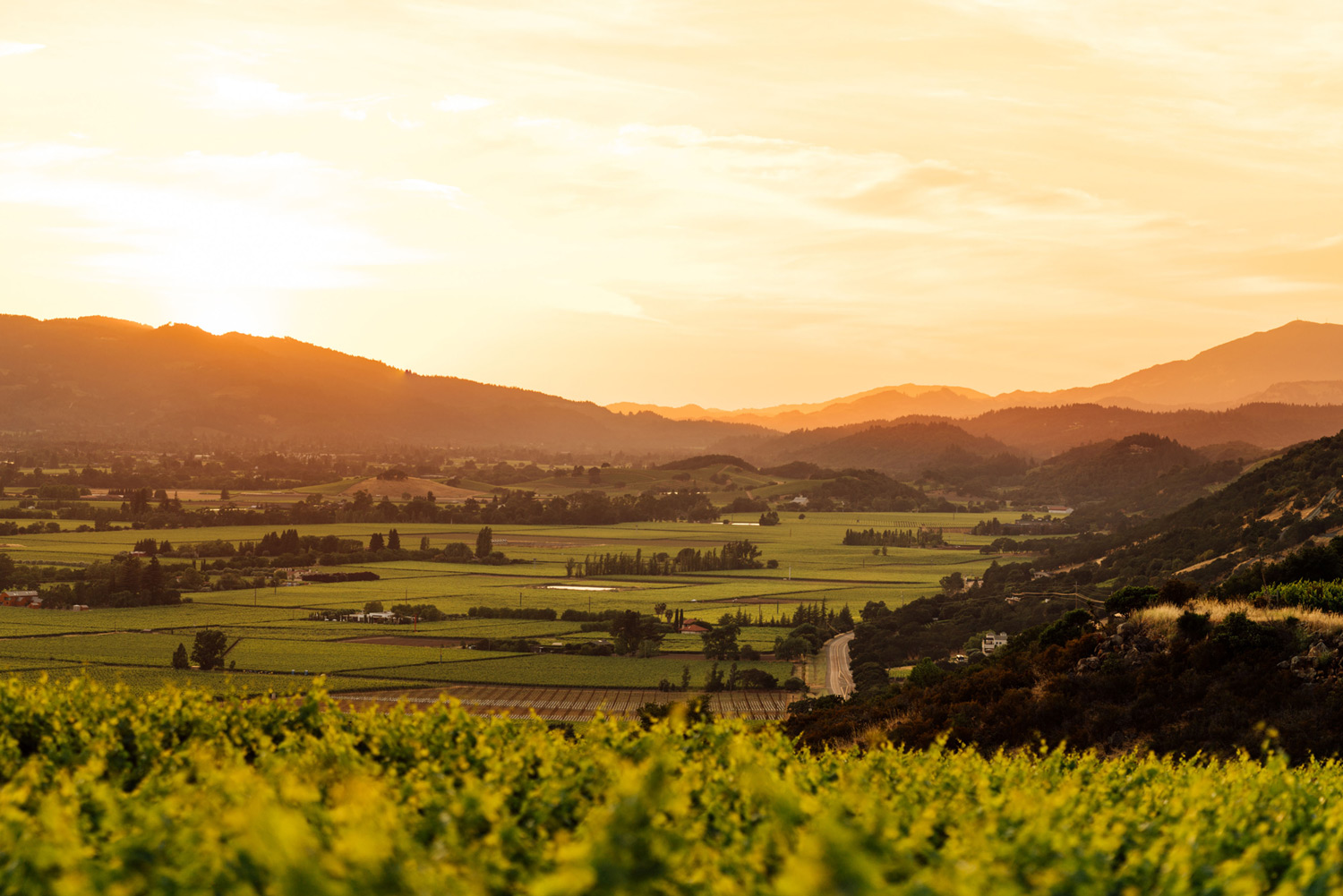 加州庆祝2013年份葡萄收成再创新高 