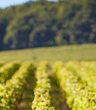 勃艮第葡萄树萌芽提前两周 恐遭霜冻威胁 