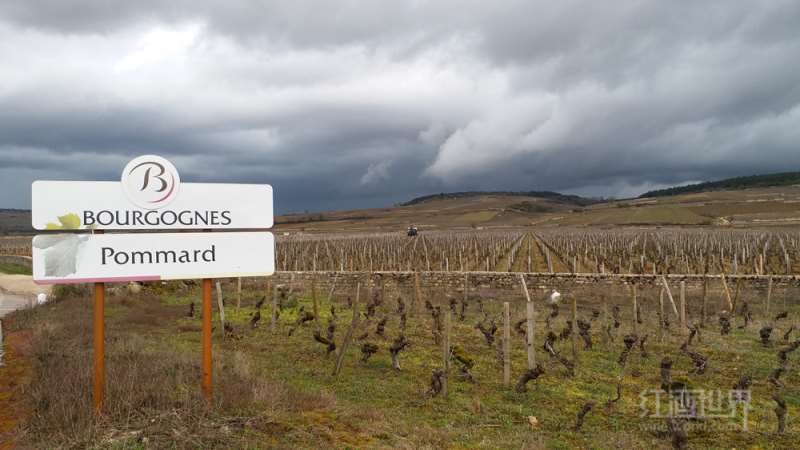 勃艮第玻玛村首批特级葡萄园即将诞生