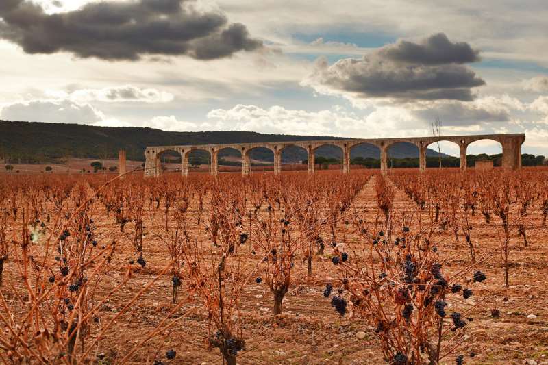 西班牙酒王新酒尤尼科需求旺盛