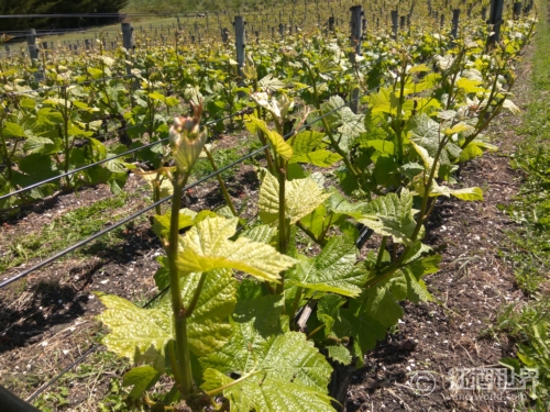 新研究：以DNA测序打造精品葡萄酒