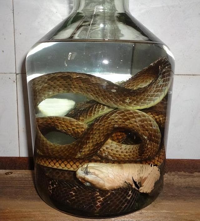 被酒泡过的蛇有毒吗？ 蛇酒泡一年了，蛇还活着吗？ 