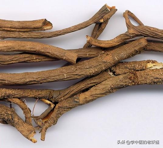 一天一味中药——五加皮