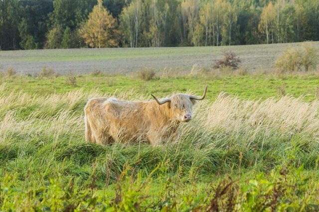 购买轩尼诗XO酒时需要了解其品牌介绍、质量和特点选择正规