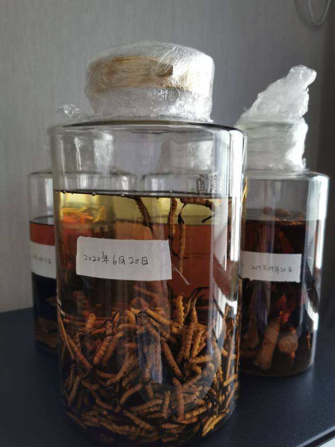 冬虫夏草泡酒有什么功效和作用：冬虫夏草如何泡酒