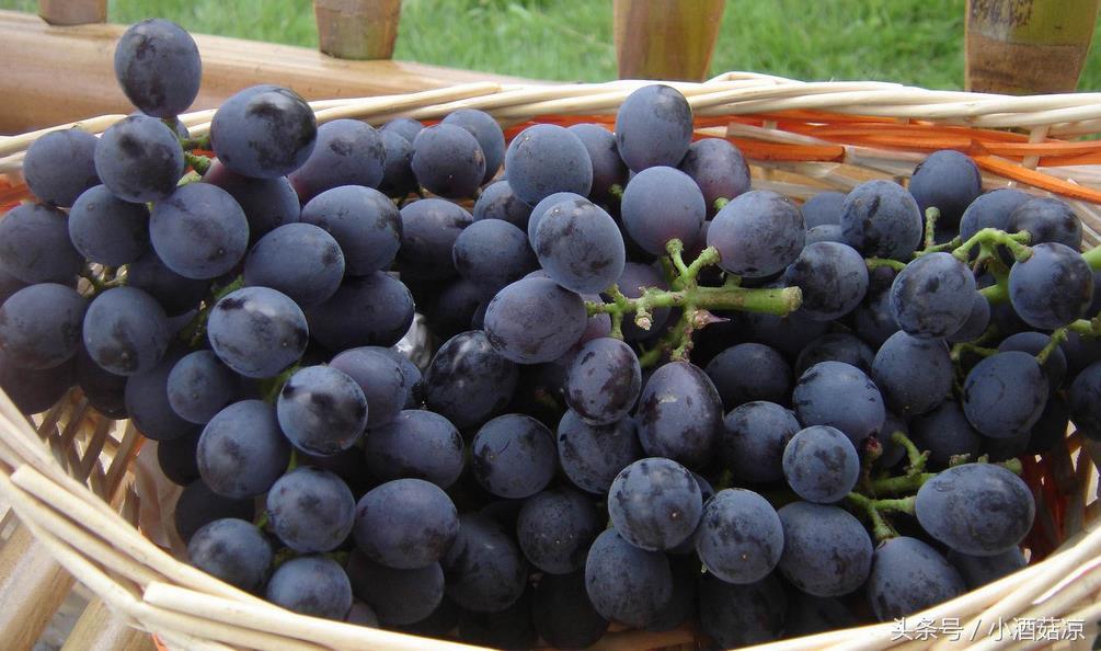 自己在家怎样做葡萄酒?自制葡萄酒发酵多长时间 