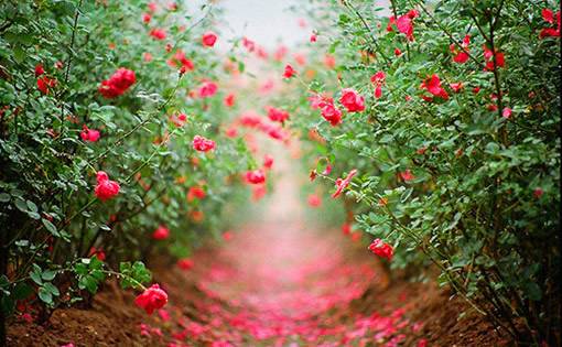 刘金辰名字打分_刘金辰周易名字打分