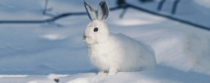 香港生子有哪些注意事项?