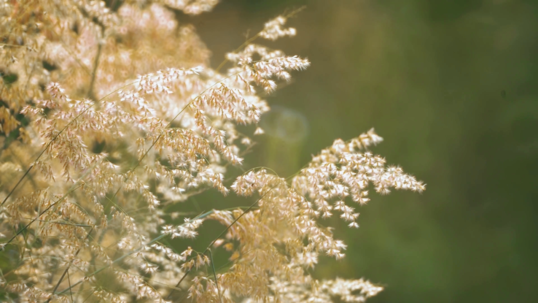 今年秋分不一般，气燥伤身及时养