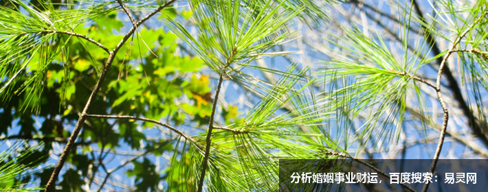 清明节气里的三候代表什么意思