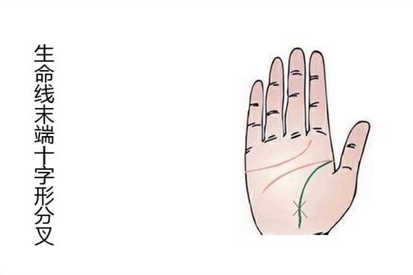 手掌生命线分叉图解知多少