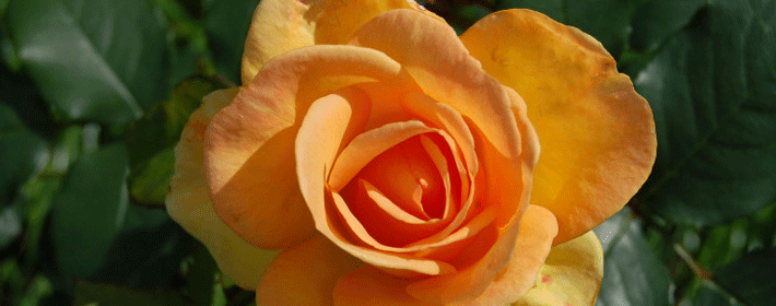 办公室风水，教你摆置职场好运