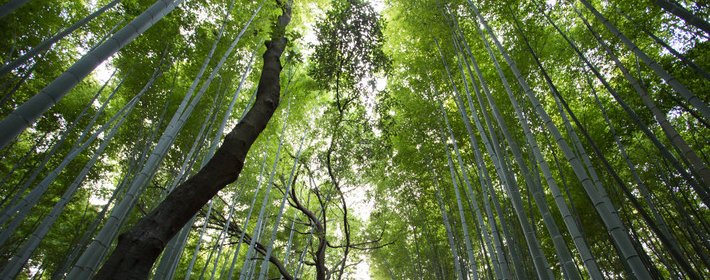 合理性，确保庭院种树风水正常