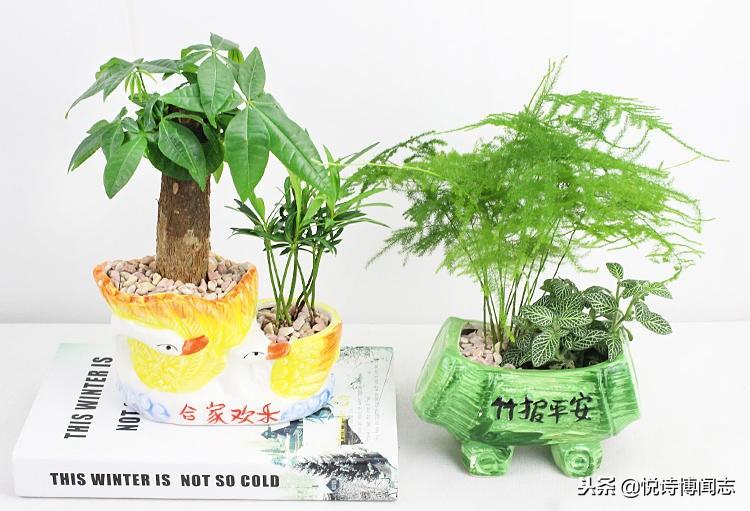 风水摆设什么最好_房间摆设风水_家里风水摆设