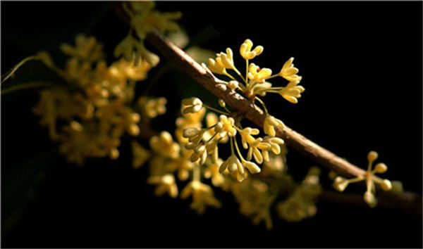 庭院设计中花木能净化周边空气，愉悦人的四点