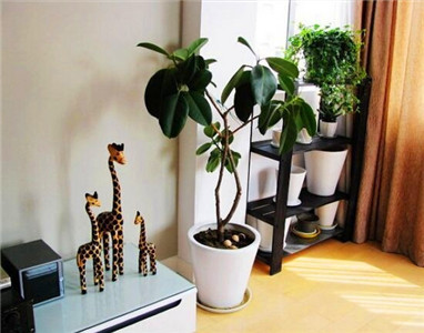 家庭风水摆设除小三_家庭风水摆设摆象_店铺风水摆设