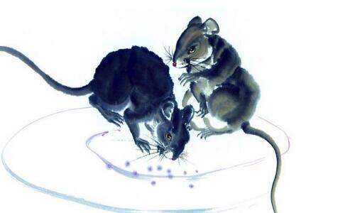 属鼠的人农历七月、八月出生的鼠宝宝最好