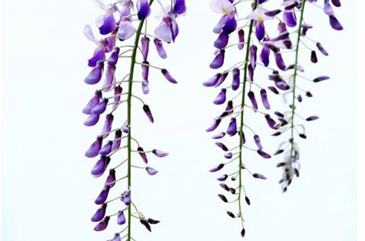 97年属牛本命年可以结婚吗 要注意什么