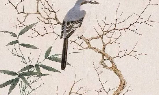 五行木多的女人命运,木多的该如何化解