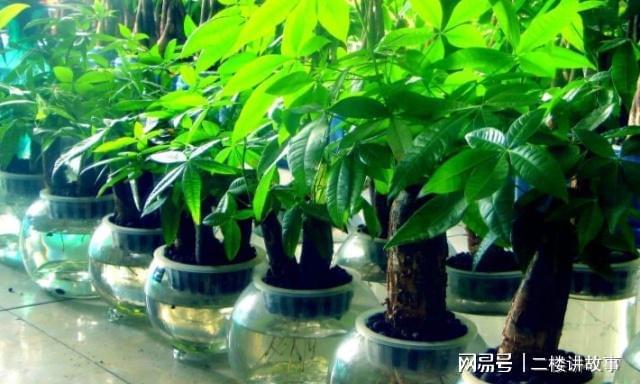 一下发财树在摆放的过程中有什么需要注意什么？？