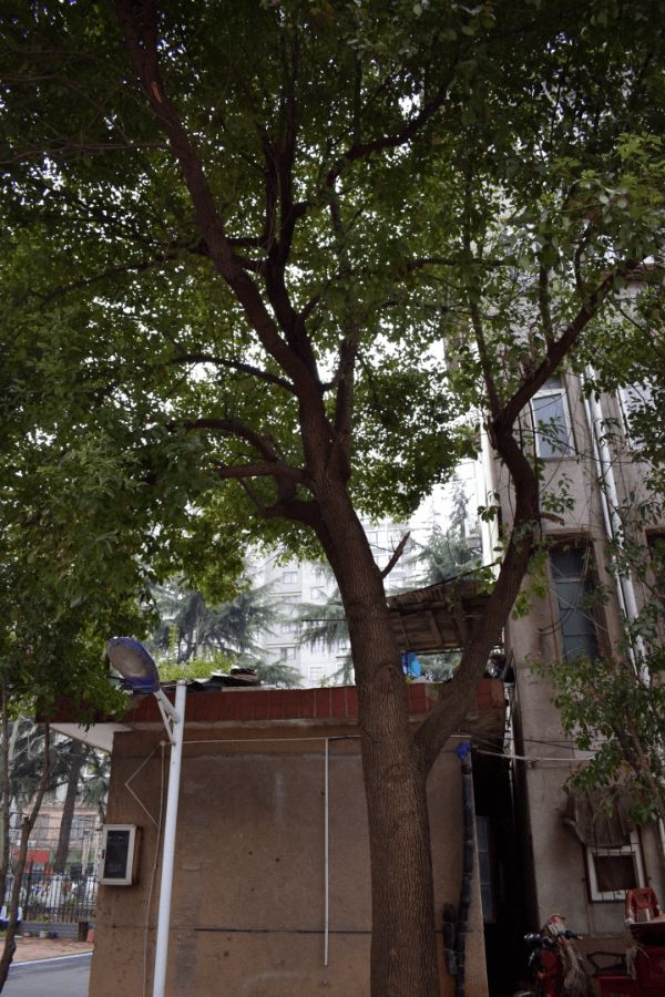 86岁爷爷腿脚不好50年房龄的43㎡老房