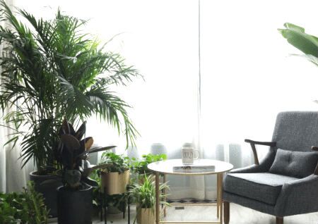 ：厨房风水摆放有讲究的植物有哪些