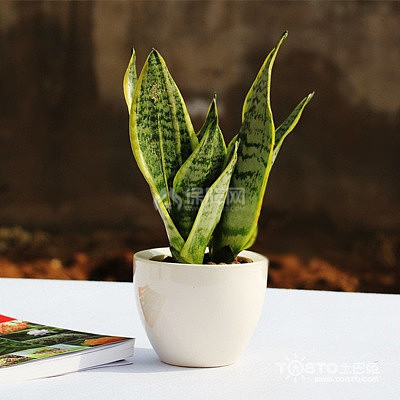 ：一下适合摆放在卫生间的装修植物！