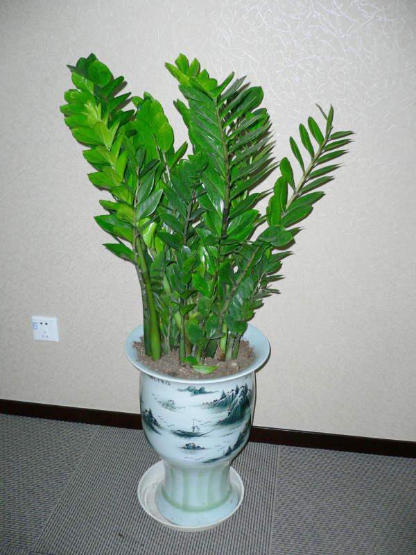 风水吉祥物品牌_影视墙吉祥风水画图片_大型酒店门口风水镇物