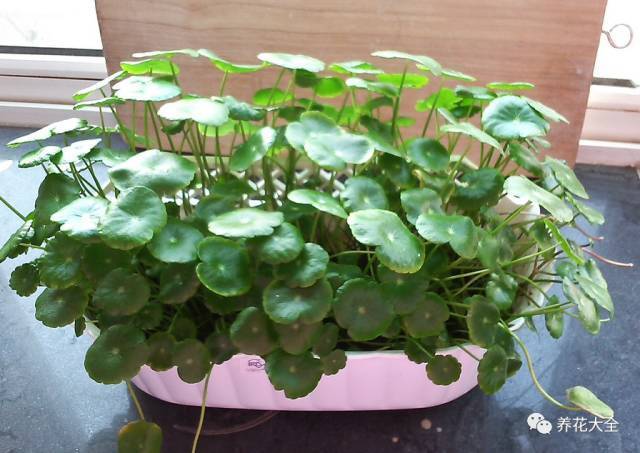 风水吉祥物品牌_影视墙吉祥风水画图片_大型酒店门口风水镇物