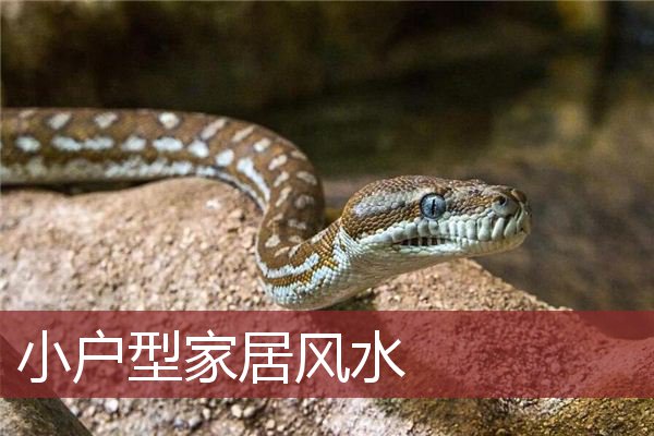 慈世堂：买间小户型的家庭房或单身公寓出售宜忌知识