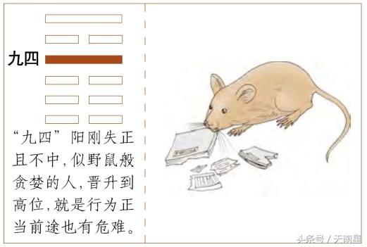 晋卦详解及运势