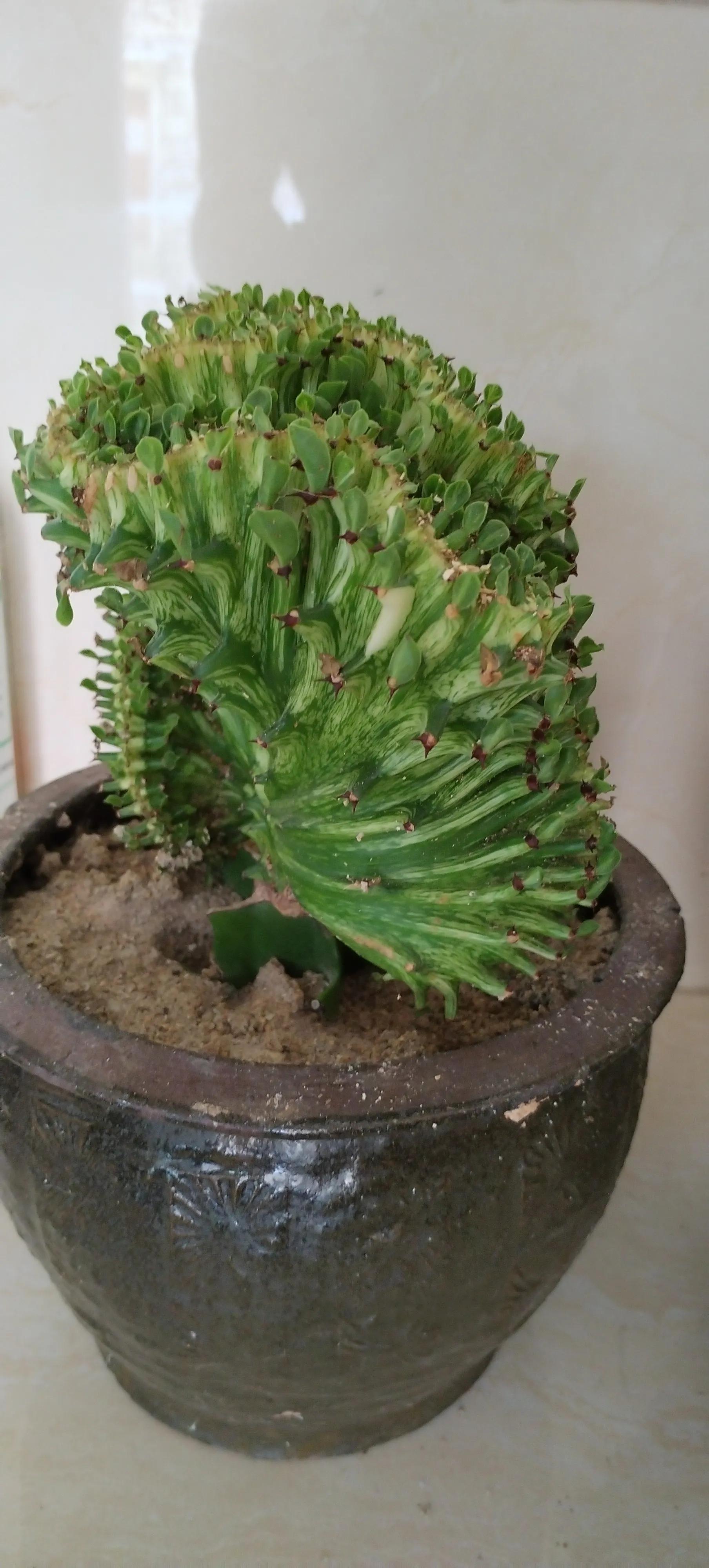 风水别墅客厅养什么花_风水客厅摆件风水禁忌_爱家客厅风水知识 客厅装修风