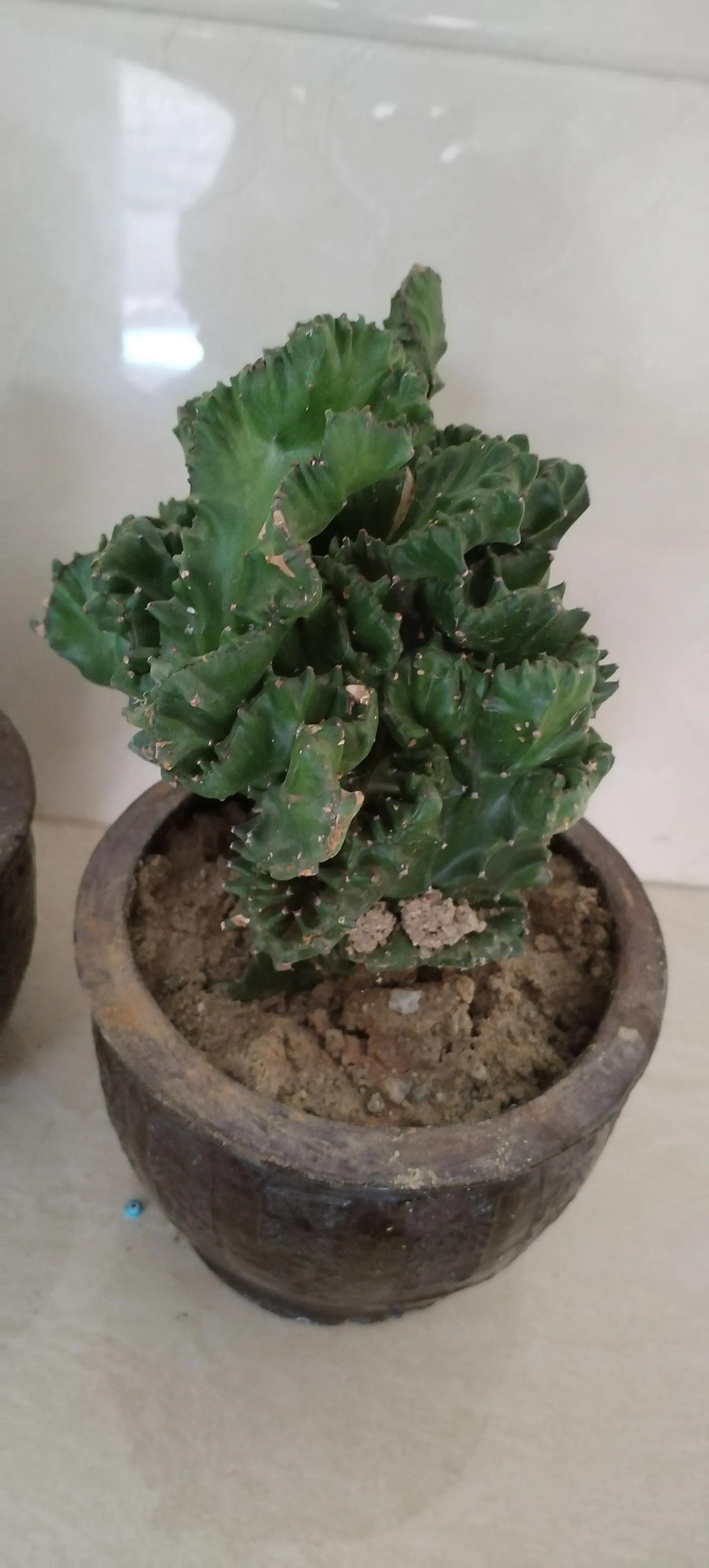 风水客厅摆件风水禁忌_爱家客厅风水知识 客厅装修风_风水别墅客厅养什么花