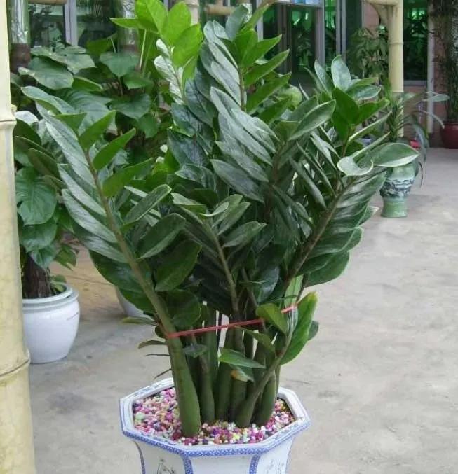 风水客厅摆件风水禁忌_爱家客厅风水知识 客厅装修风_风水别墅客厅养什么花