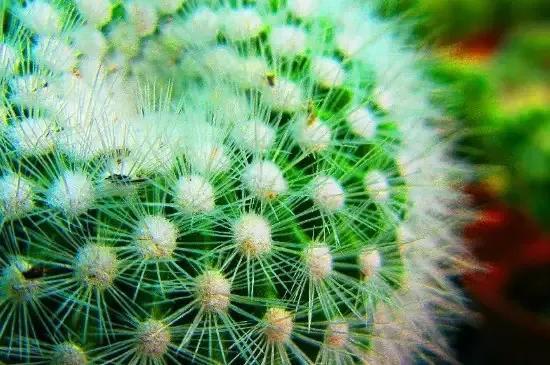 风水别墅客厅养什么花_风水客厅摆件风水禁忌_爱家客厅风水知识 客厅装修风