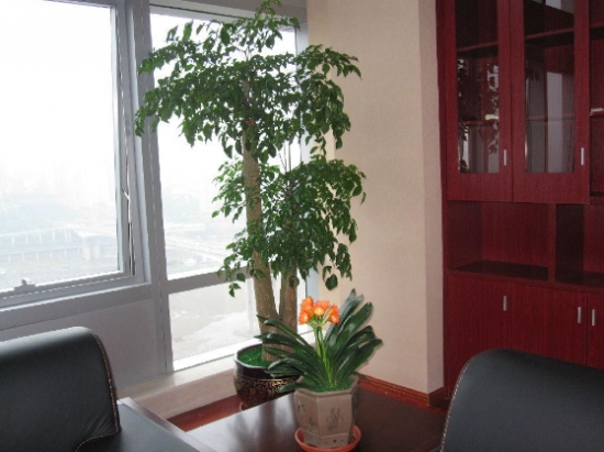 爱家客厅风水知识 客厅装修风_风水别墅客厅养什么花_风水客厅摆件风水禁忌