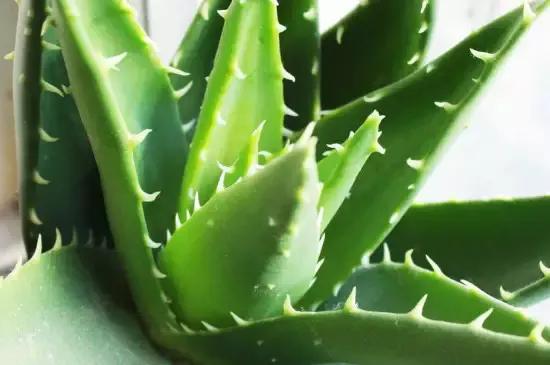 风水别墅客厅养什么花_风水客厅摆件风水禁忌_爱家客厅风水知识 客厅装修风